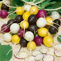 Guashi Store 100 Halloween Blend Radish Seeds Fast Shipping - £7.02 GBP