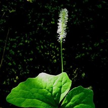 Achlys Triphylla Seeds Fresh Organic Vanilla Leaf Sweet After Death Deerfoot Wil - £12.98 GBP