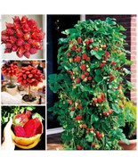 Giant Red Strawberry Seeds Big Flesh Fruit Perennial Container Garden 10... - $25.49 CAD