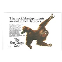 San Diego Zoo Print Advertisement Vintage 1984 80s Theme Park Tourism Orangutang - £9.00 GBP
