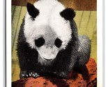 Mei Il Panda Gigante Brookfield Zoo Illinois Il Unp Lino Cartolina Y9 - £2.38 GBP