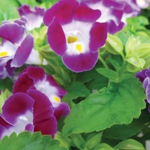 1R7D5 Torenia Seeds 50 Pelleted Flower Seeds Kauai Magenta Fresh Garden - $15.09