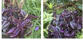 5”long Wandering Jew 4 Dark Burgundy Cuttings Tradescantia Zebrina House... - $20.99