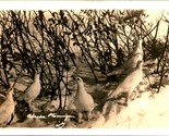 RPPC White Willow Ptarmigan Birds Alaska AK UNP 1920s Postcard D11 - £9.53 GBP