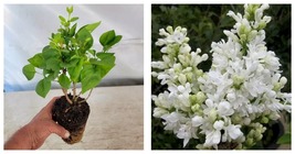 Live Plant Madame Lemoine White French Lilac 1 QT - £44.06 GBP