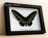 Real Rajah Birdwing Butterfly Trogonoptera Brookiana Framed Entomology S... - $98.99