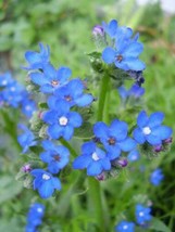 Guashi Store 100 Seeds Blue Angel Anchusa (Summer Forget Me Not) Anchusa Carpens - £7.05 GBP