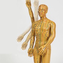 Human Body Female Male Acupuncture Model Chinese Point Base PVC Acupunct... - £43.16 GBP