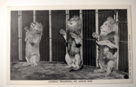 Lion Postcard Animal Training Show St louis Zoo 1947 Exhibit Vintage Unposted - £13.04 GBP