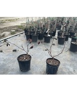 SEPTH Ouachita Thornless Blackberry Rubus ouachita Mature Plant In A 6” Pot - $54.44 CAD