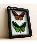 Real Golden Emerald Birdwing Butterflies Ornithoptera Croesus Priamus Sh... - $5,394.82 MXN