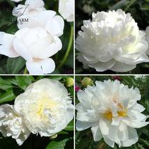  Chinese Peony Mixed 4 Types Fully White Double Petals Flowers 5 Light S... - $6.00