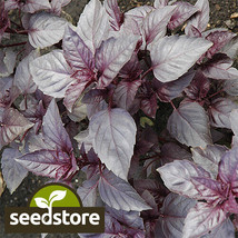 SEPT Dark Opal Basil Seeds 500 Seeds 1128 - £4.38 GBP