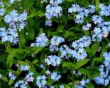 100 Seeds Blue Forget Me Not Flower - £7.60 GBP