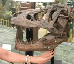 Tyrannosaurus Skull Pre Historic Bone Big Sculpture Head Trex Large - $395.11