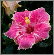 PWO Hibiscus Pink White Tips 20 Hibiscus Seeds Pure Seed Us Seller - £5.66 GBP
