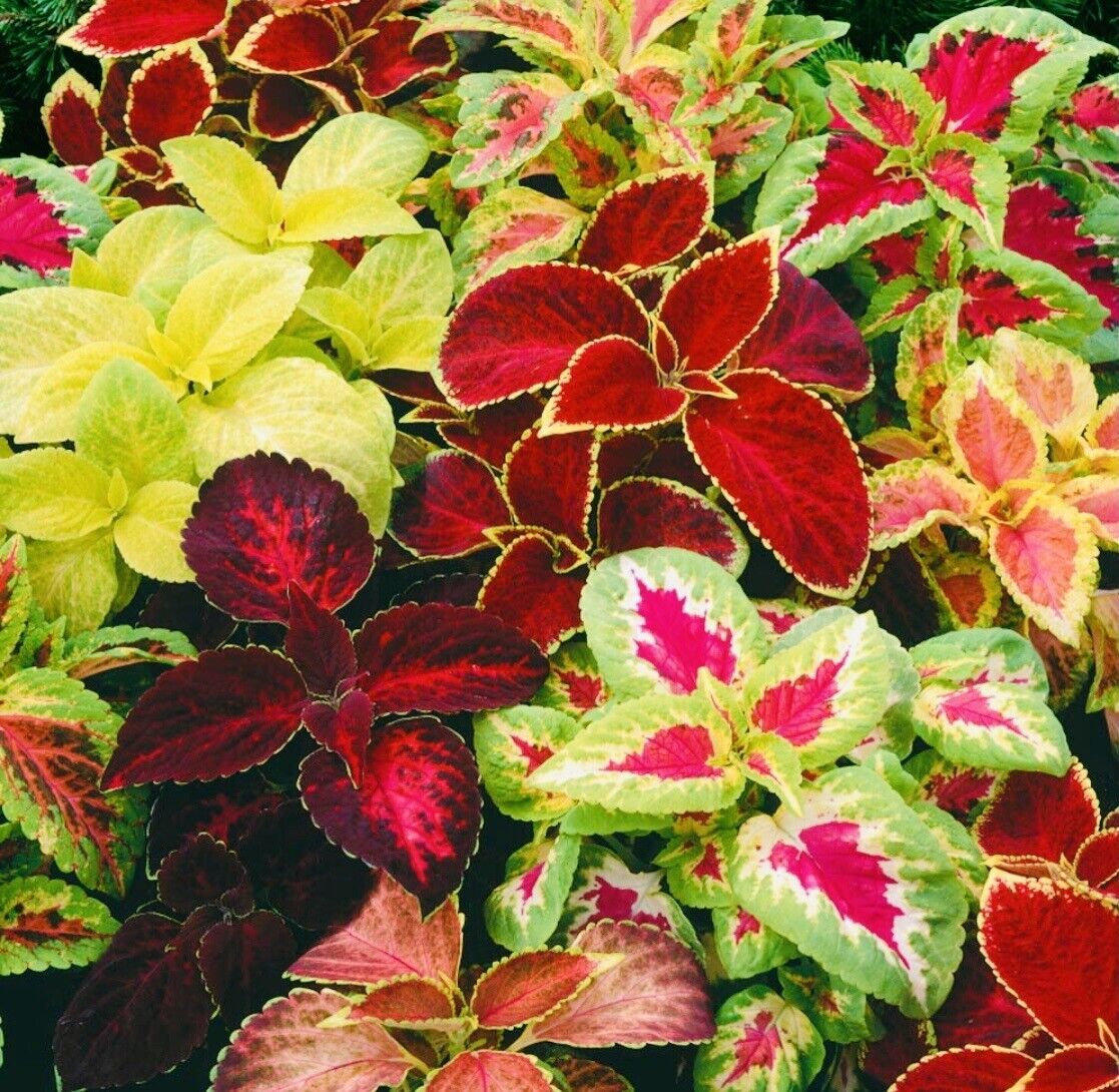 50 Off Coleus Rainbow Mix Flower Seeds Fresh Harvest New Fresh  - $4.30