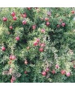 Dwarf Pomegranate Seeds Punica Granatum 5 Seeds Fresh Fast Shipping - $43.34 CAD