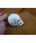 (SKULL-W66) Medium white full skeleton Skull figurine Bali antler crafted - $92.25 CAD