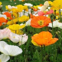 Gun-el Poppy Alpine Mix 500 Seeds  - $4.80