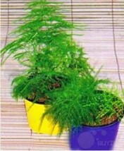 PWO Fresh 20Pcs Asparagus Setaceus Perennial Seeds - $9.66