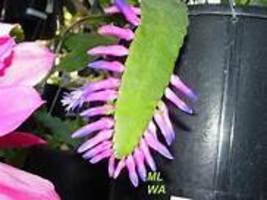 Wittia Amazonica Amazing Epiphyllum seeds 5PCS item NO. DL288C - £9.88 GBP