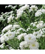 Baby&#39;S Breath Snowflake 100 Seeds  - $8.67 CAD