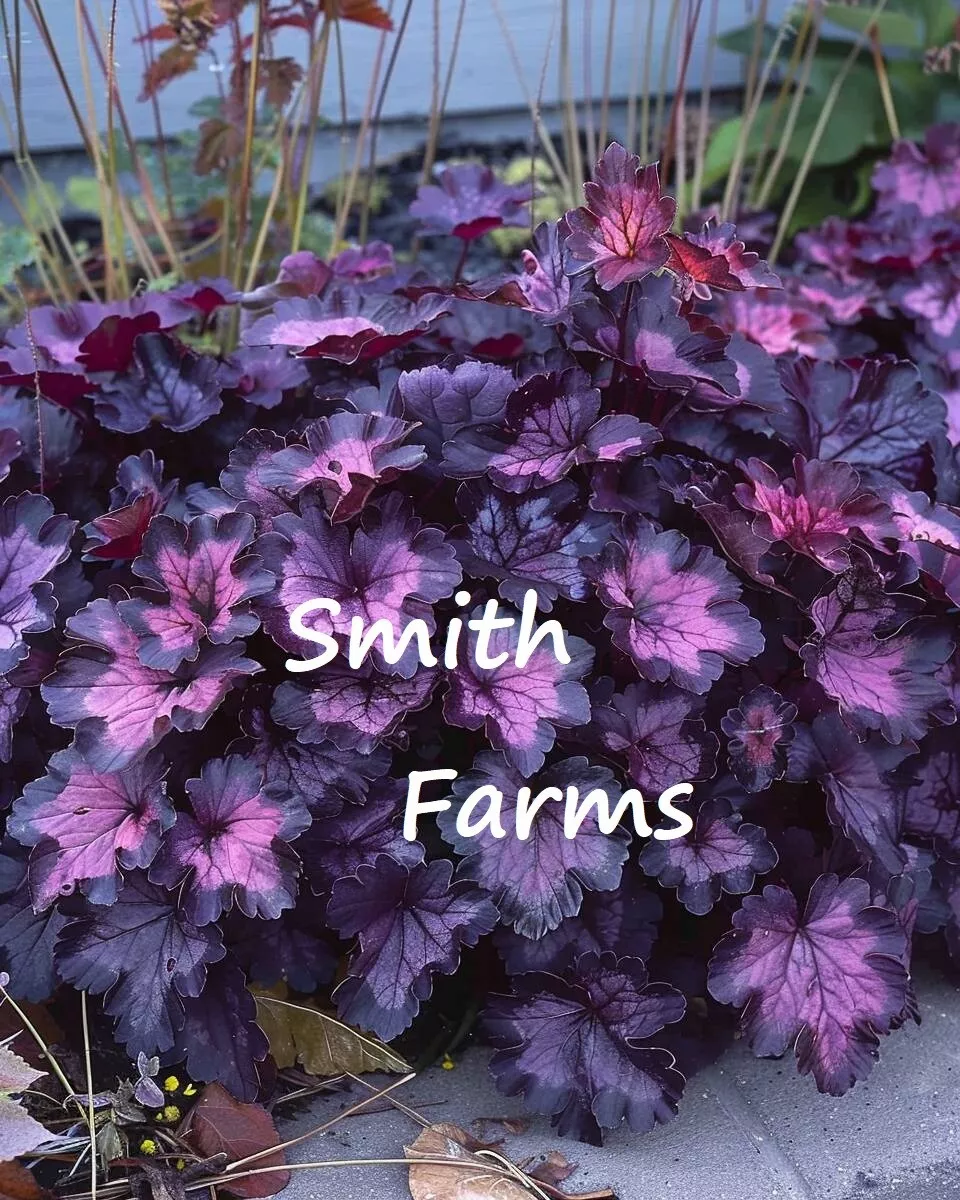 25 Seeds Dolce Wildberry Heuchera Flowers Coral Bells Purple Plant Gardening Fre - £10.06 GBP