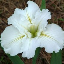 Live Plant Louisiana Iris 'Waihi Wedding' native American wildflower Iris - $43.98