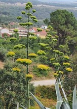 LWSTORE Agave Americana American Century Plant Maguey 10 Seeds USPS Shipping - £6.33 GBP