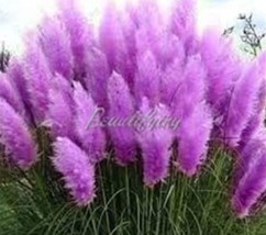 200 pcs Pampas Grass Seeds - Bright Purple Colors FRESH SEEDS - £8.39 GBP