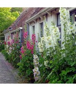 50 Hollyhock Indian Spring Alcea Rosea True Deer Resistant Flower Seeds ... - $12.93