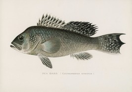 11786.Decor Poster.Room home Wall design art.Fish.Sea Bass.Ichthyology.Fisherman - £12.74 GBP+