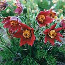 New Fresh Seeds 20 Red Pulsatilla Pasque Flower Seeds - £19.94 GBP