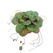 Strawberry Begonia, 4 inch, Saxifraga stolonifera, Rare House Plant - £14.82 GBP