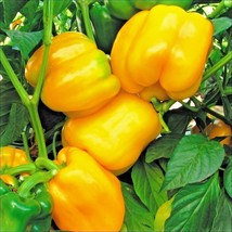 100 Sunbright Yellow Sweet Bell Pepper Seeds Organic Vegetable Patio Con... - $168.69 MXN