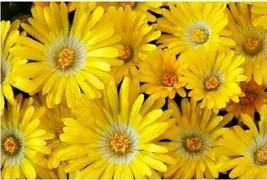 USA Gelato Yellow Ice Plant Mesembryanthemum Daisy Livingstone Flower 100 Seeds - £8.78 GBP