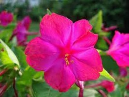 Four O&#39;clock Bright Red 100 Seeds Organic, Beautiful Vivid Redish Colored Bloom - $3.99