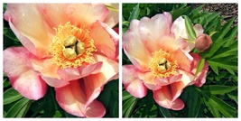 Julia Rose Itoh Peony Big Bareroot - $81.50