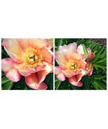 Julia Rose Itoh Peony Big Bareroot - $81.50