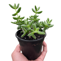 Delosperma echinatum &#39;Pickle Plant&#39;-6&quot; Pot - $891.43 MXN