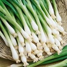 Onion, Tokyo Long White, Scallions, Heirloom, 200 Seeds, Great in Salads&amp; Cookin - £4.70 GBP