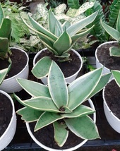 Sansevieria &#39;Silver Star&#39; Succulent Live Plant Flower Home Plant Easy Grow EBLY - £35.27 GBP