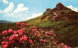 Chrome Postcard NC K114 Flowers in Bloom Grandfather Mountain Blue Ridge Parkway - £2.59 GBP