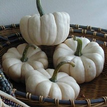 Mpb#10 Pumpkin 25 Thru 200 Baby Boo Pumpkin Fresh Seeds USA Seller - £11.96 GBP