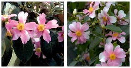 YUME Blooms Camellia Japonica - Live Starter Plant - £42.98 GBP