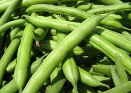 Kentucky Dreamer Greenpod Bean Seed  Bush Beans Garden Seeds 0.50Oz  From US - $10.79