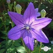 Platycodon grandiflorus Mixed Seeds 100 seeds A6376 - $90.85 MXN