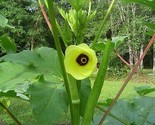 400 Clemson Spineless Okra Seeds Non Gmo Bendi   Cow Horn Jambalaya Fast... - $25.42