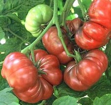 25 Seeds Purple Calabash Tomato Seed - £20.43 GBP